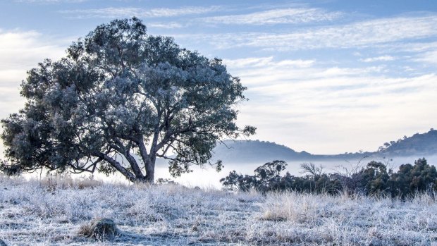 Chris Blunt's shot of a frosty morning in suburban Macarthur bushland