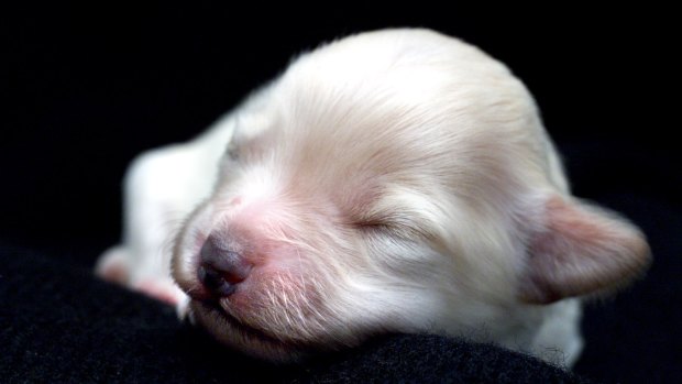 The Queensland Opposition has announced a policy of cracking down on illegal puppy farms.