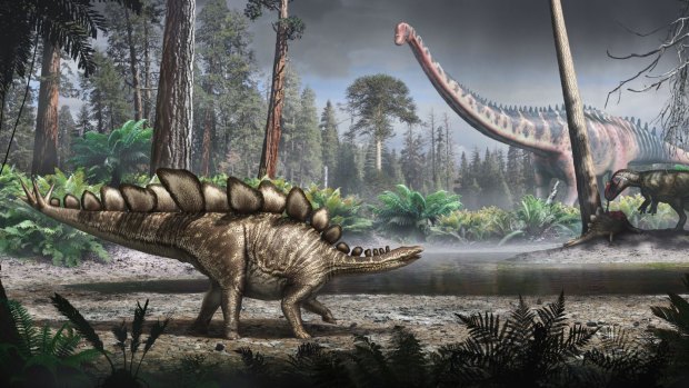 An artist's impression of how Sophie, the world's most complete Stegosaurus skeleton, may have looked.