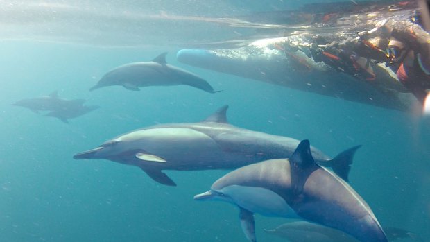 Swimming with the dolphins.