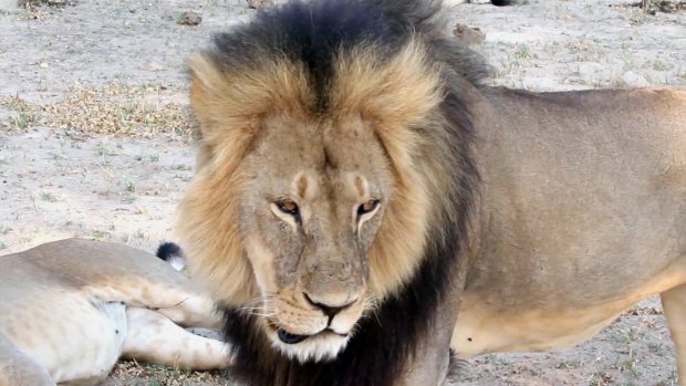 Cecil strolls around in Hwange National Park in Zimbabwe. 