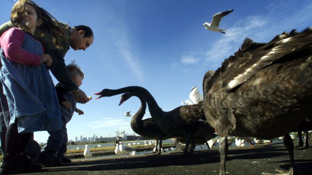 Victoria's black swans are losing their natural fear of humans.