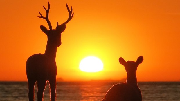 Rudolph* is feeling the heat at Brighton beach. *Not the real Rudolph