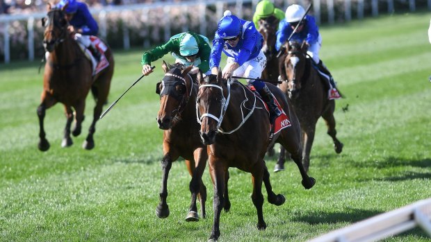 Not quite: Humidor, loses out to Winx in the Cox Plate.