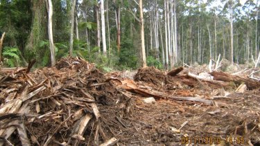 Logging in the Orbost Forest District in East Gippsland in 2010.