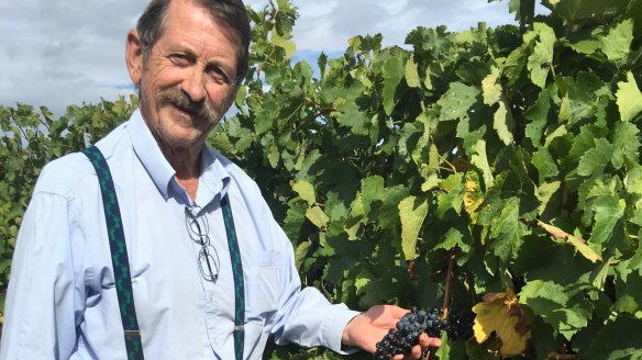 Greg Gallagher with ripe shiraz ready to pick.