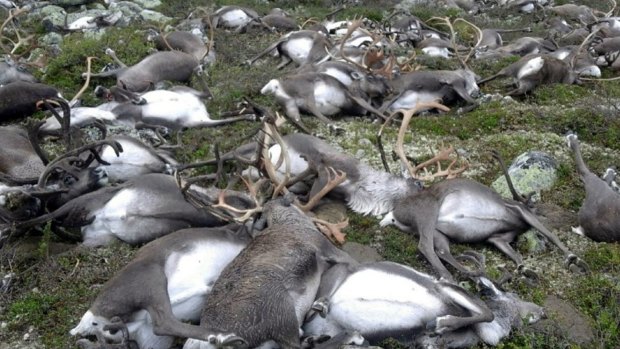 Reindeer killed by lightning in Hardangervidda, central Norway in August.