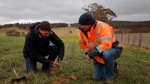 Agronomist with Australian Native Landscapes Roger Crisp and farmer Stuart Kelly check soil where biosolids have been used. Biosolids were not used on the paddock to the right.