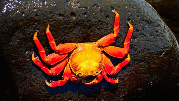 A Sally Lightfoot crab on the rocks.