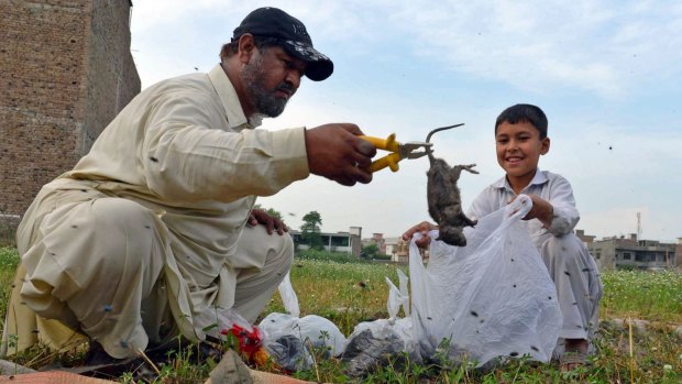 Another rat bites the dust: Naseer Ahmad claims he has killed more than 100,000 rats in the last 18 months. 