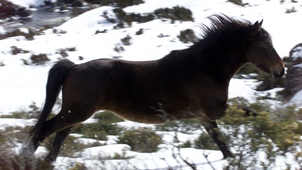 The NSW government is planning a controversial cull of more than 5000 wild horses to wipe out the Snowy Mountains brumbies.