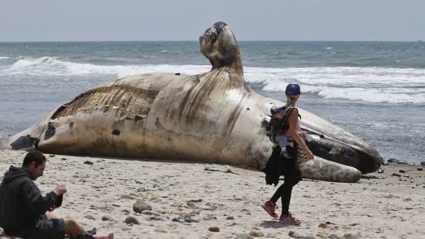 A woman carrying an infant on her back looks at the massive whale carcass at a popular California surfing spot.
