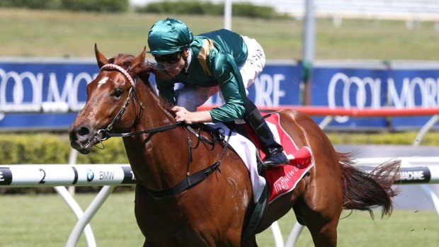Odds on: Capitalist will enter Saturday's Magic Millions Classic as the hot favourite.
