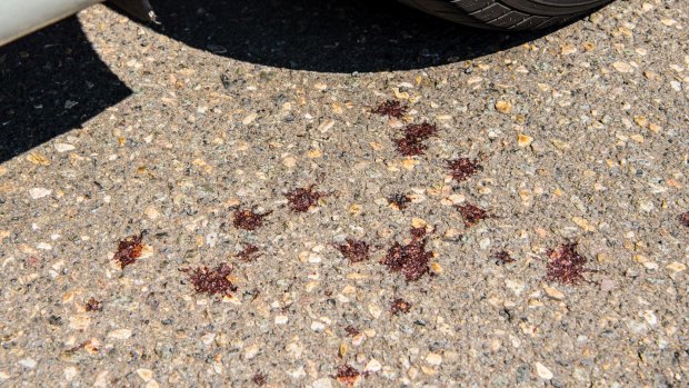 Blood splatter is seen on the road near where the alleged attack took place.