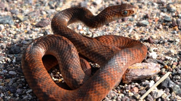 A man was taken to hospital on Monday after being bitten on the wrist by a brown snake while working at a plantation.
