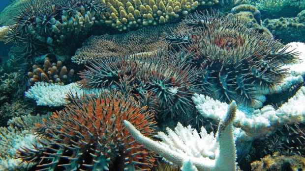 Crown-of-thorns starfish lured together by the odour can be more easily caught, fished or killed.