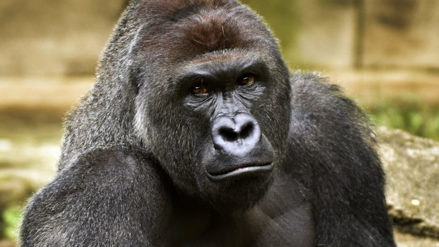 Harambe was fatally shot after a boy fell into his enclosure. 