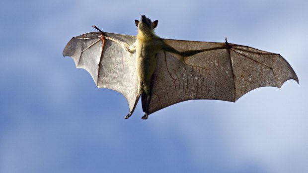 Straw-colored fruit bat (Eidolon helvum), flying over daytime roost. Kasanka National Park, Zambia.