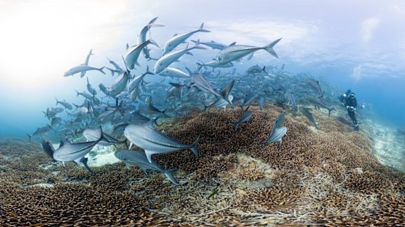 Fish, slop, slap: researchers develop sunscreen made from aquatic slime