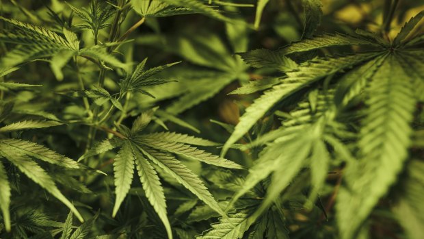300 kilograms' worth of marijuana has been seized in raids across south-east Queensland.