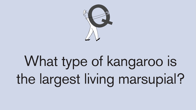 Test your general knowledge with the Good Weekend kids’ quiz