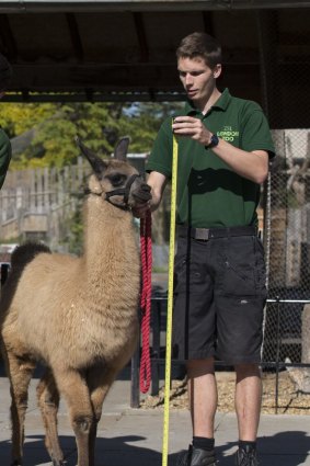 Llama keeper Adam Davies is at the centre of a love triangle that caused a violent row between rival keepers at London Zoo.