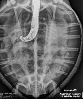 An x-ray showing a plastic bag that was swallowed by a green turtle.