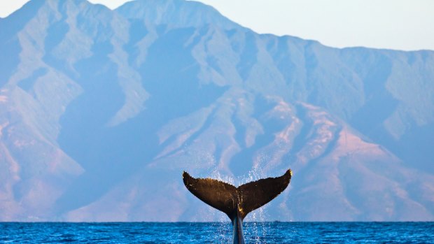 Humpback whale doing tail slaps with the peaks of Molokai in the background.