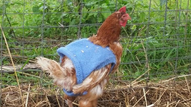 The rescue hens have found a home at Storybook Farm on the Gold Coast.