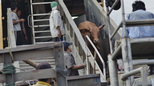 The cattle, from Darwin, are loaded for delivery in July 2013. 
