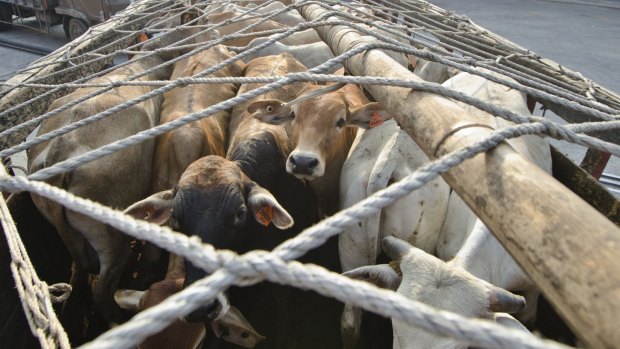 A shipment of Australian cattle arrives at the Indonesian port of Tanjung Priok in North Jakarta in 2013.