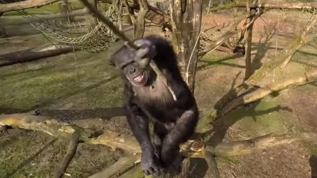 A  chimpanzee reacts when a drone gets close at  Koninklijke Burgers Zoo in the Netherlands.