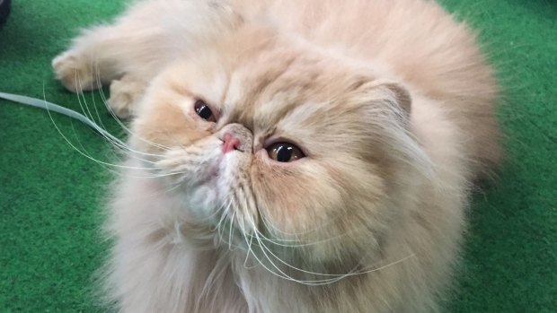 Persian cat Henry.