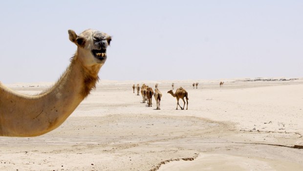 The camels that roam the area during the day know which farm to head to at night.