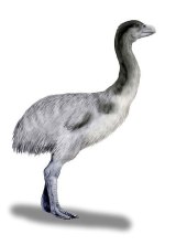 An example of Australia's megafauna: Genyronis.