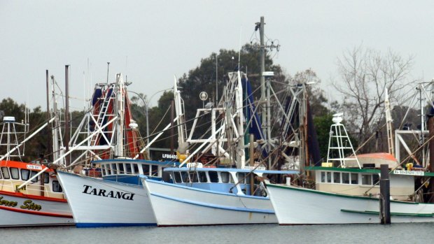 Yamba fishing trawlers.