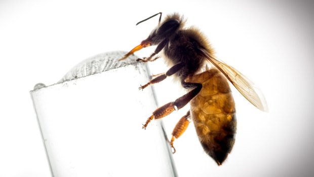 Researchers believe insects are capable of basic awareness of things around them.