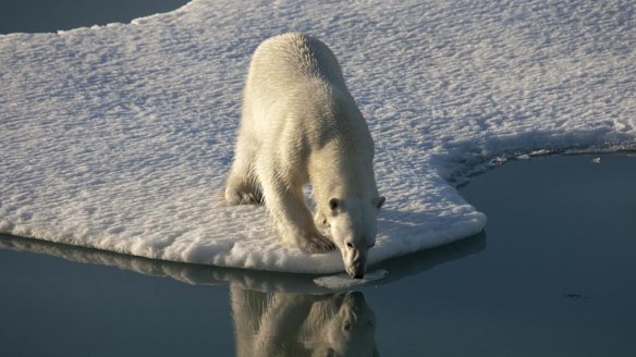 Record low sea ice in the Arctic has an impact on species such as polar bears which need it to survive.
