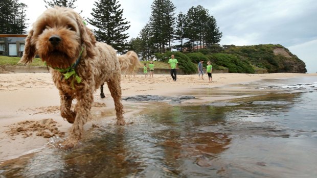 Dog owners and their pets are about to be more closely watched on Sunshine Coast beaches.  