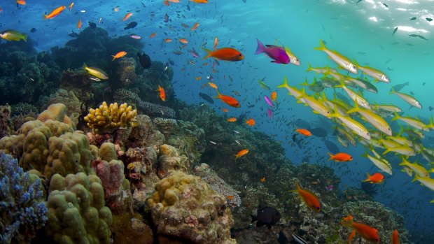 Tourist operators are banking on UNESCO's decision not to put the Great Barrier Reef on its world heritage "in danger" list, to revitalise tourism. 