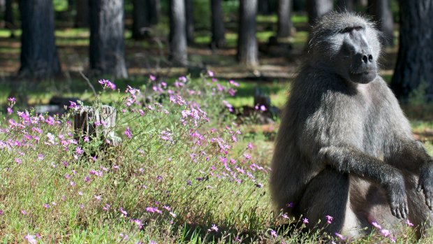 Baboons are capable of dropping some bombs. 