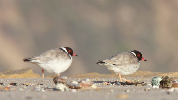 The new rules are intended to protect the endangered hooded plover. 