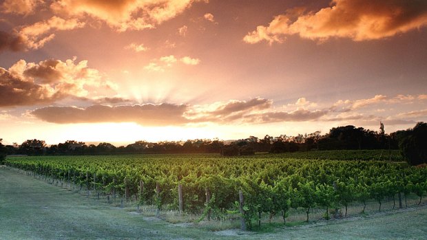 The Swan Valley is home to WA's oldest vineyards.