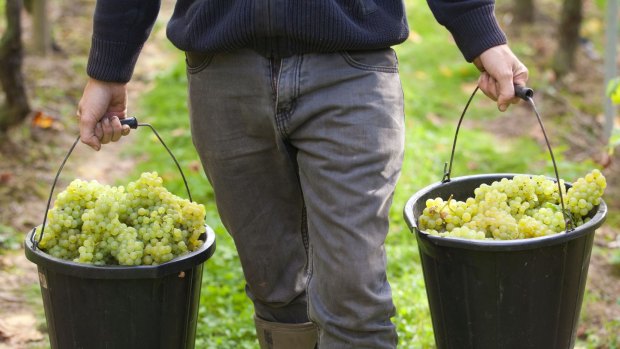 Sour grapes: Some workers are alleged to have received no pay, while others allegedly were given amounts between $50 and $300.