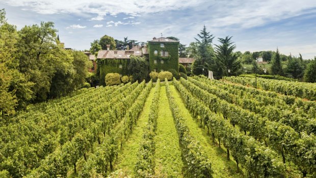 L'Albereta and its vineyards.