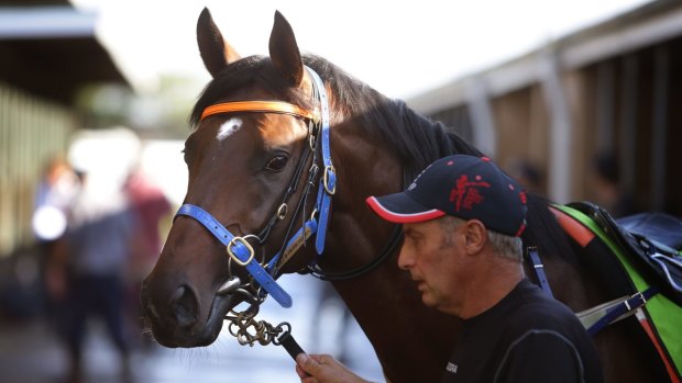 Intrigue: Strapper Bob Bowe has a word to last year's Melbourne Cup winner Protectionist.