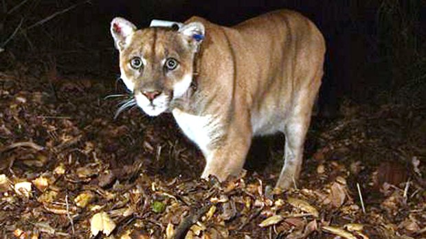 A woman has described how she pulled a mountain lion off her young son. 