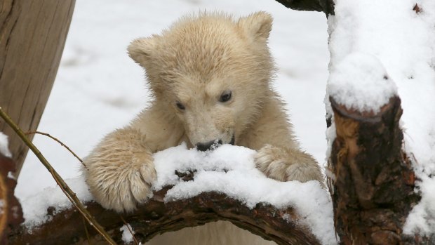 Knut's baby brother, Fiete, at the zoo in Rostock.