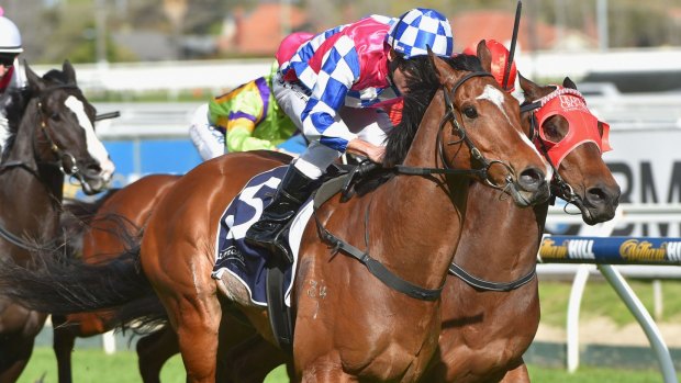 On the up: Fell Swoop has stamped himself as a genuine group 1 threat. 