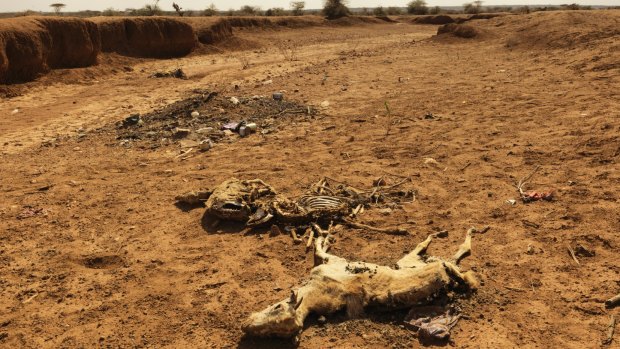 Dead goats in Somaliland lay on a dried up river bed due to starvation and a lack of water.